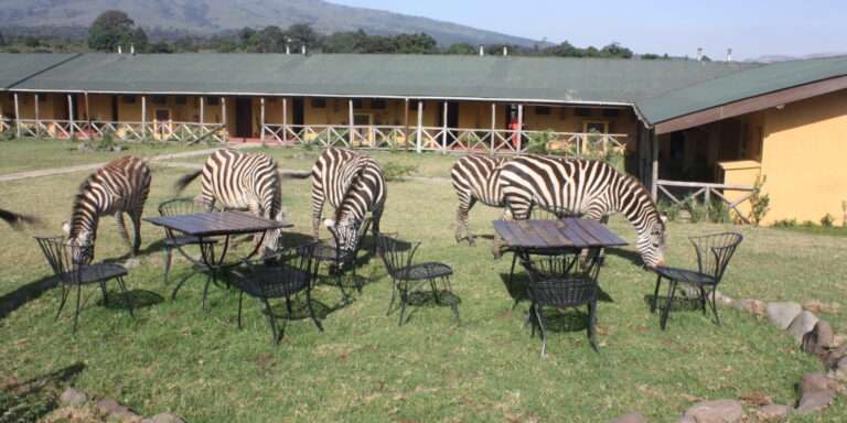 lodge zebra