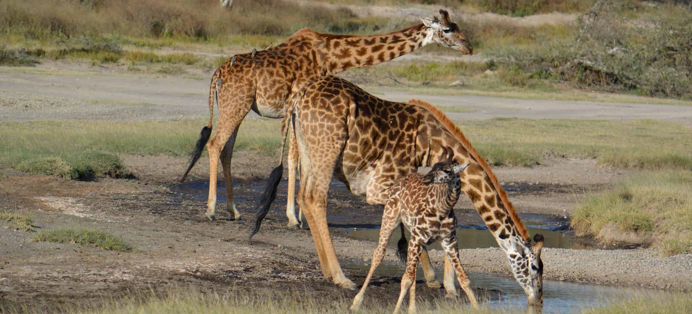 2-Day-Tarangire-National-Park-Safari-1