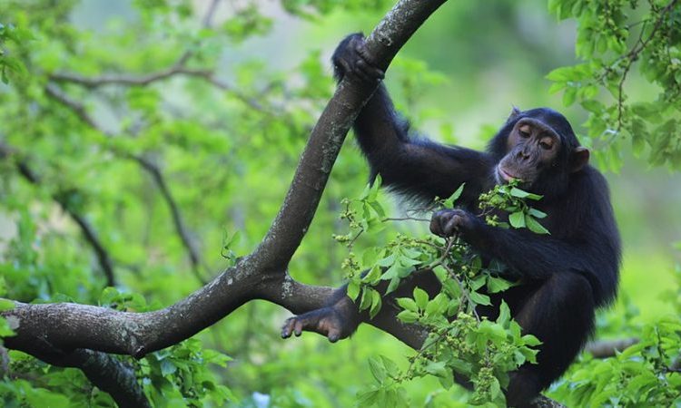 -Chimpanzee-Tracking-Habituation-