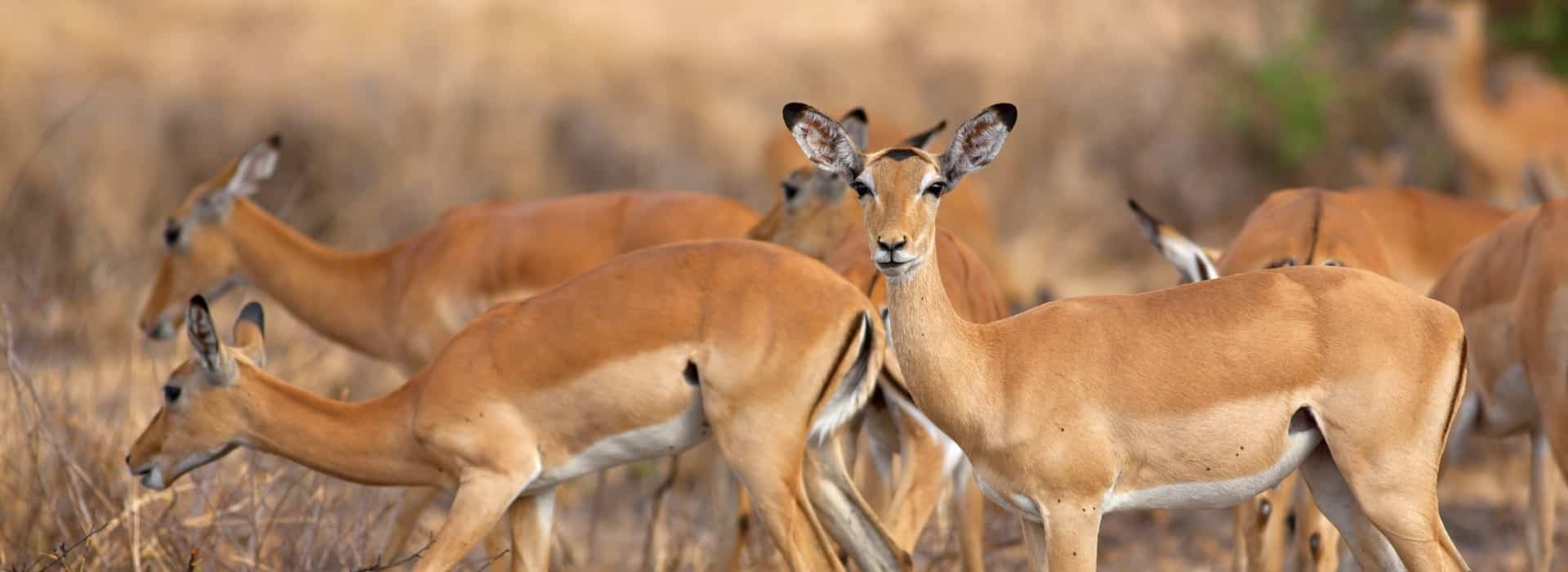 Mikumi National Park1