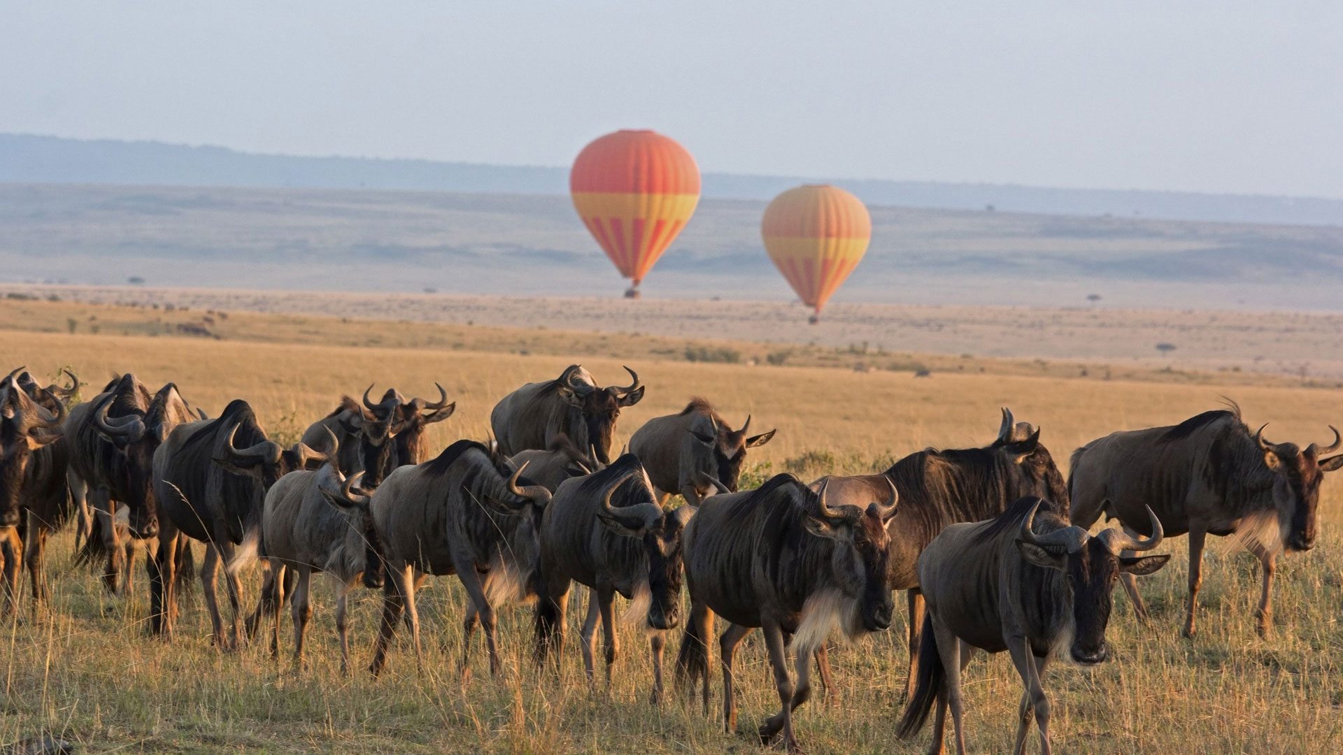 Serengeti National Park (Following the Great Migration)