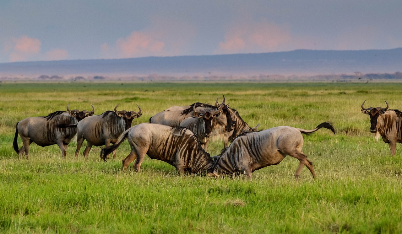 Tanzania-safari-to-Serengeti-National-Park