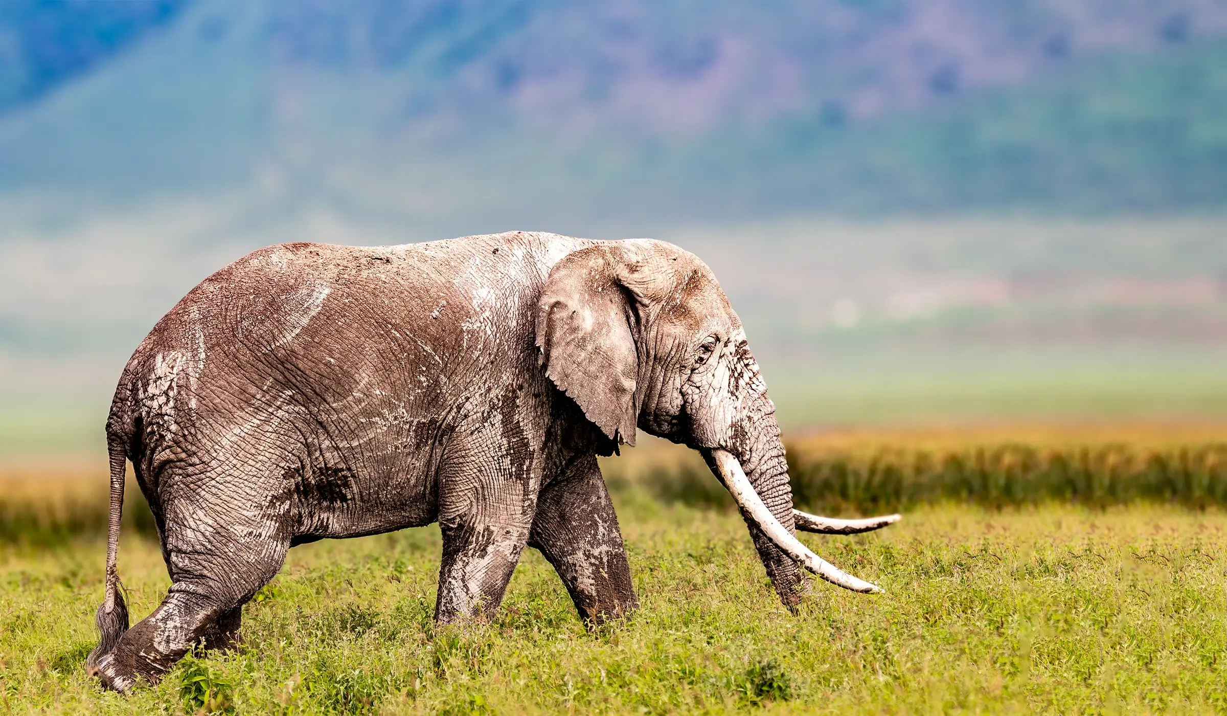 ngorongoro-conservation-area-1