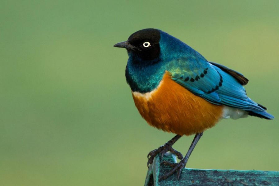superb-starling