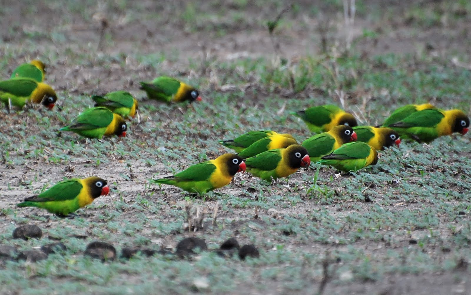 tarangire-National-park-birds